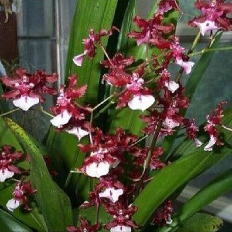 ONCIDIUM - SHARRY BABY(MATURE PLANT)