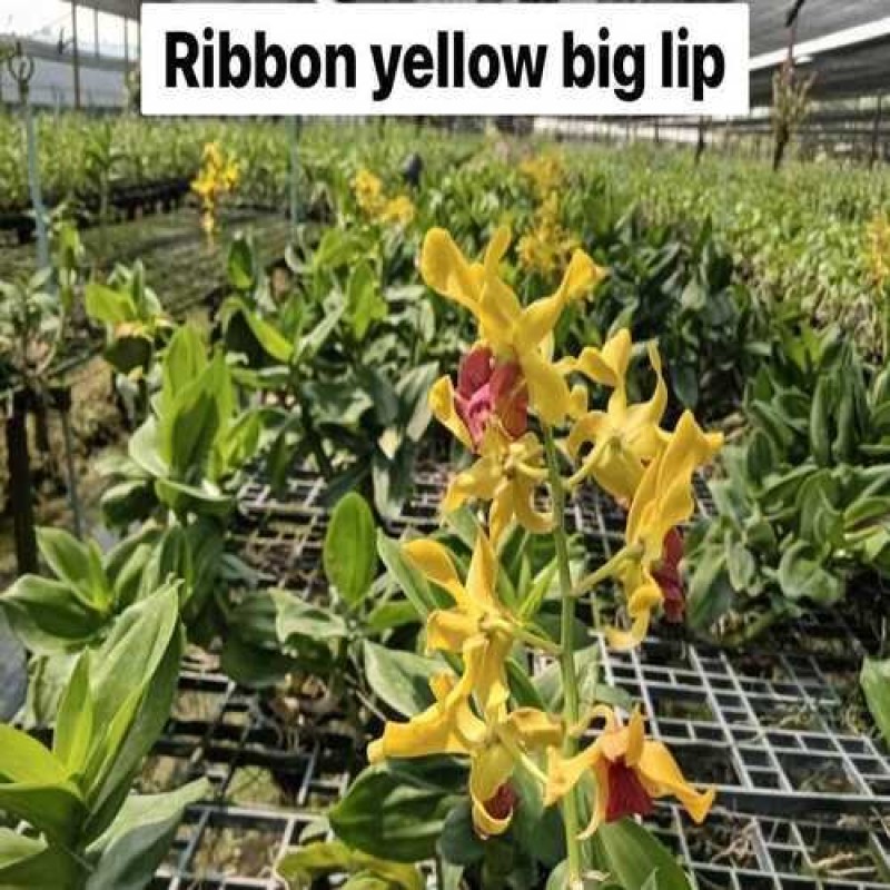 DENDROBIUM SEEDLING-RIBBON YELLOW BIG LIP