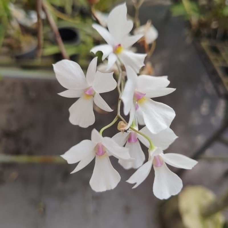 DENDROBIUM-FYTCHAINUM