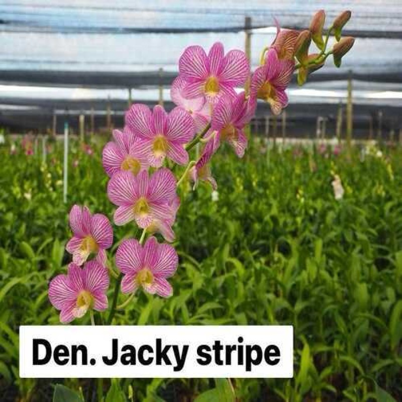 DENDROBIUM SEEDLING - JACKY STRIPE