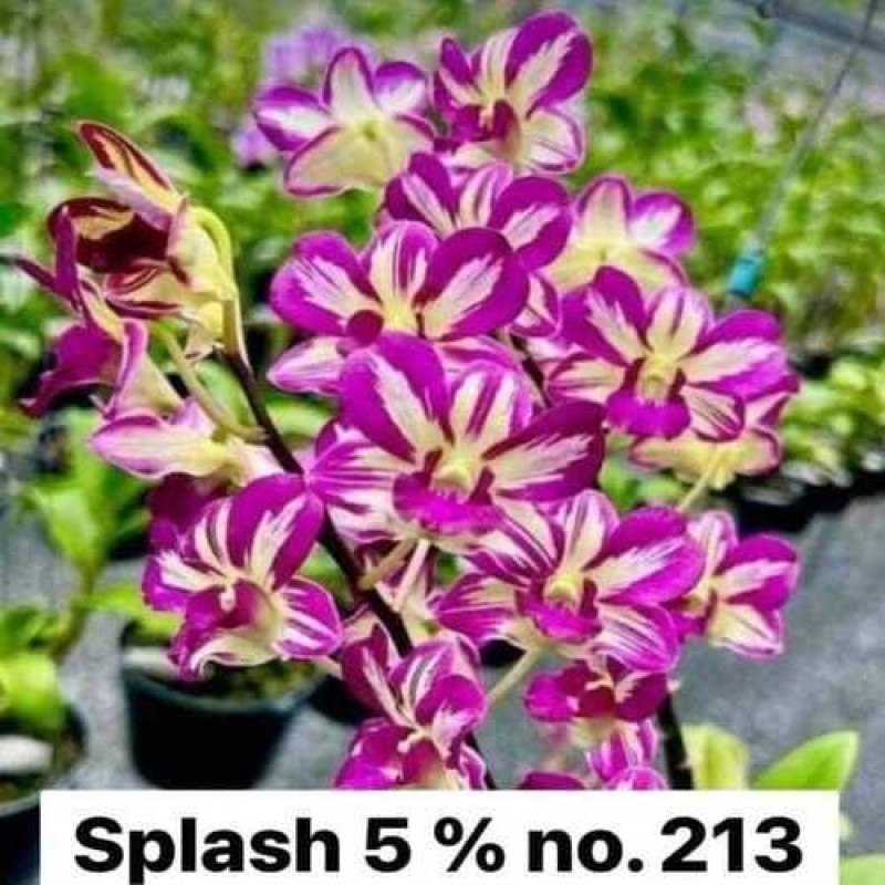 SPLASH 5% (MATURE PLANT)