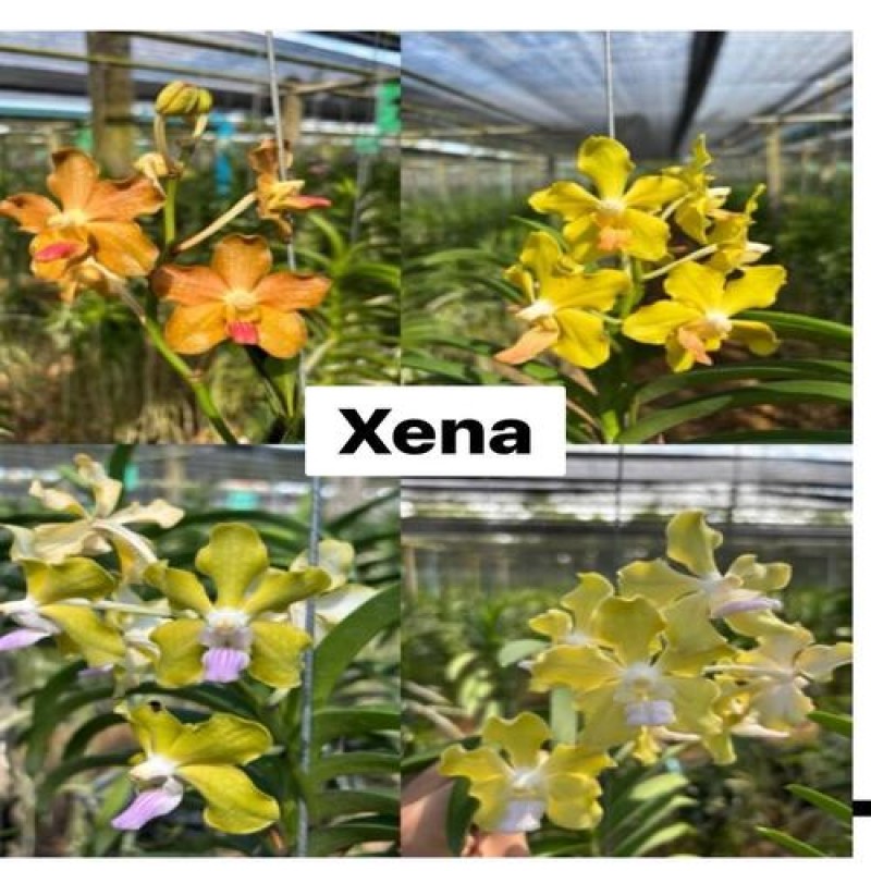 XENA