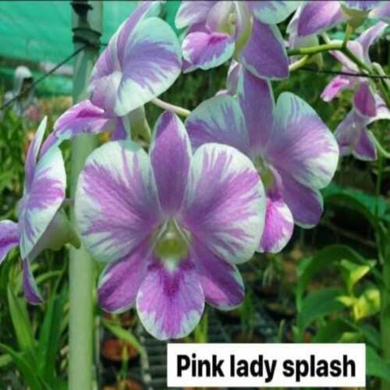 DENDROBIUM PINK LADY SPLASH (MATURE)