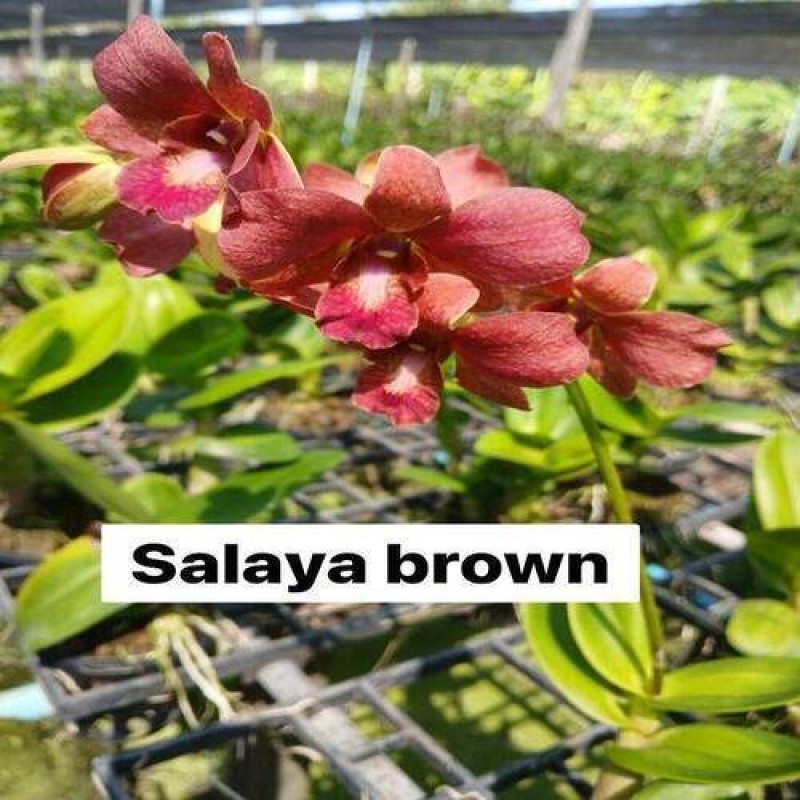 SALAYA BROWN ( MATURE PLANT)