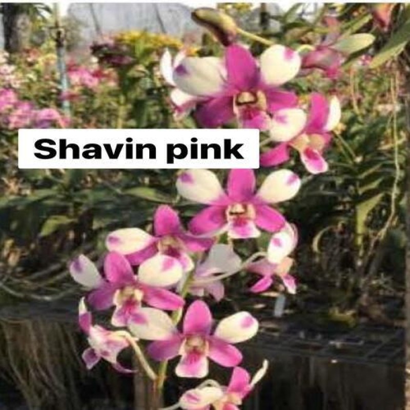 DENDROBIUM SEEDLING - SHAVIN PINK	