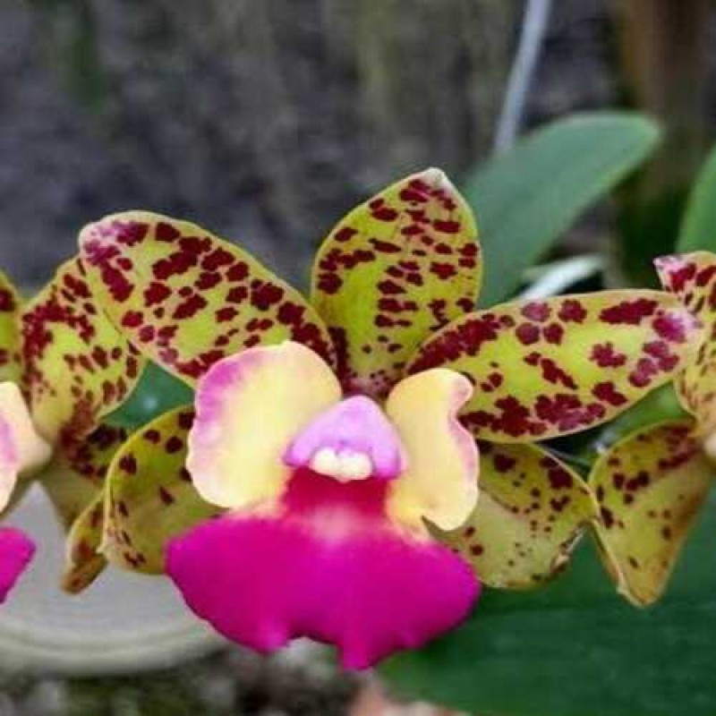 AMORN BEAUTY(MATURE PLANT)