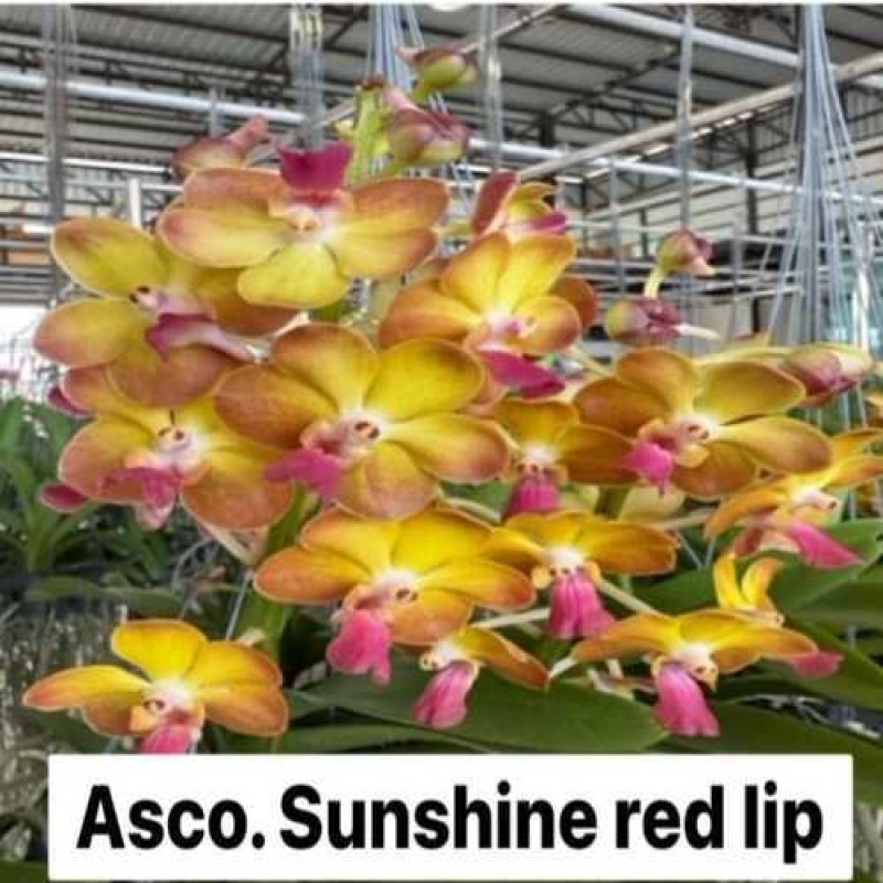 ASCO-SUNSHINE RED LIP (MATURE PLANT)