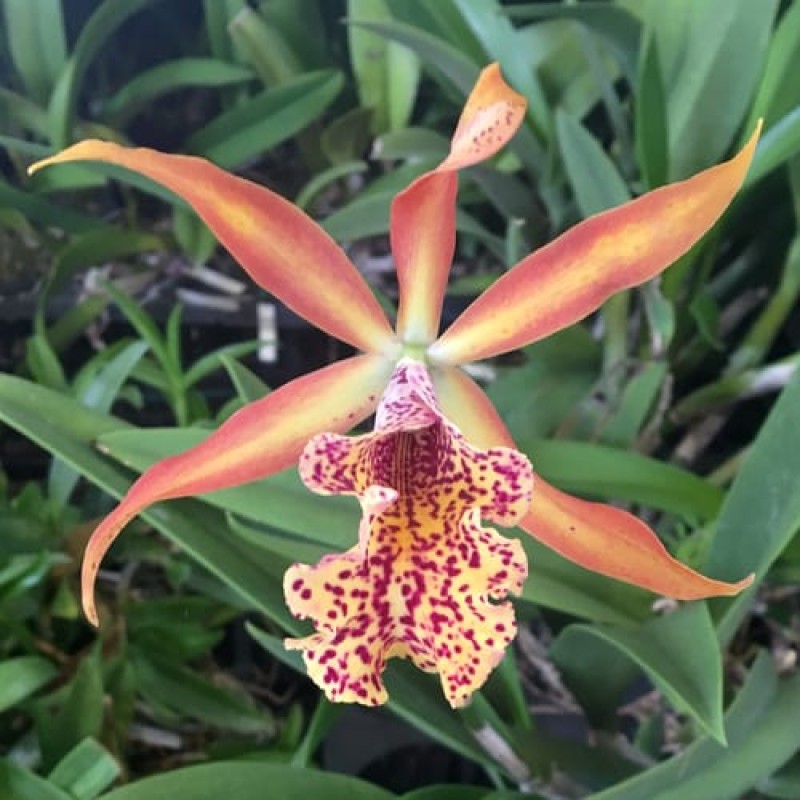 FIRE FOX( MATURE PLANT)