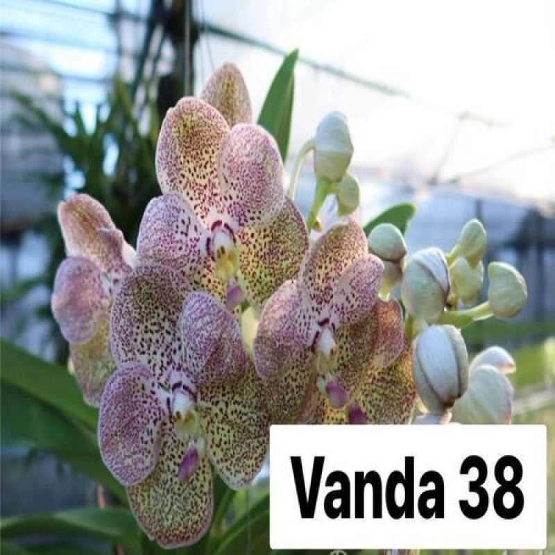 VANDA 38 