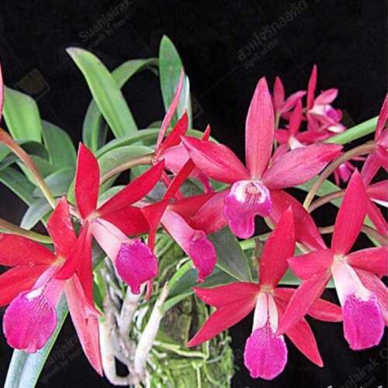 RED FIRE STAR(MATURE PLANT)