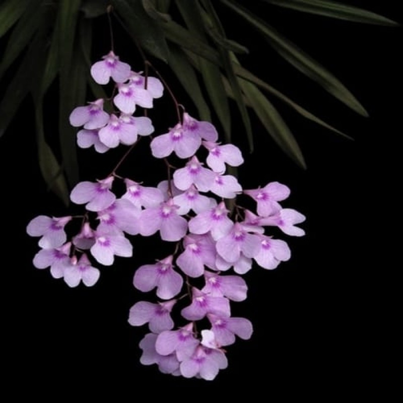 ONCIDIUM IONPSIS(MATURE PLANT)
