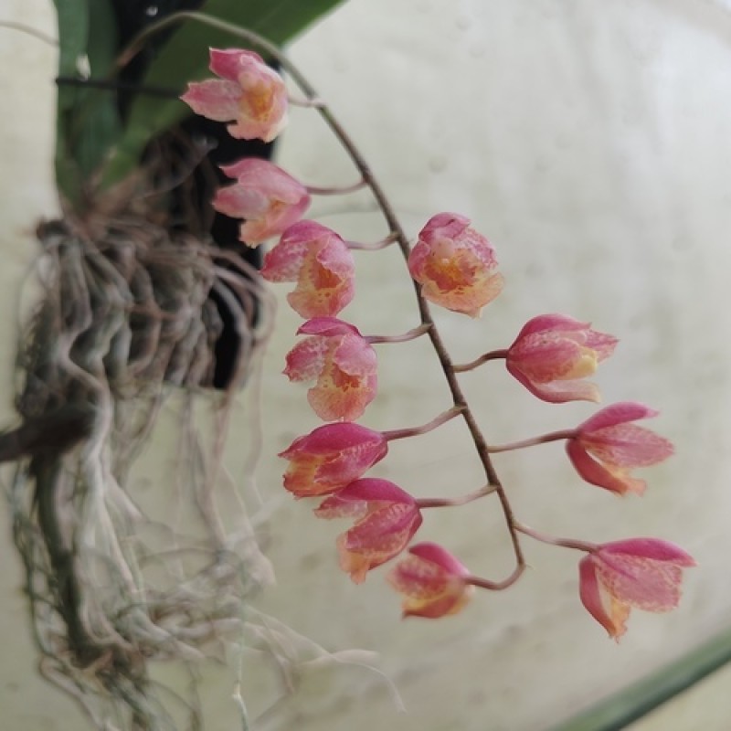 ONCIDIUM- LAWA BRUST(MATURE PLANT)