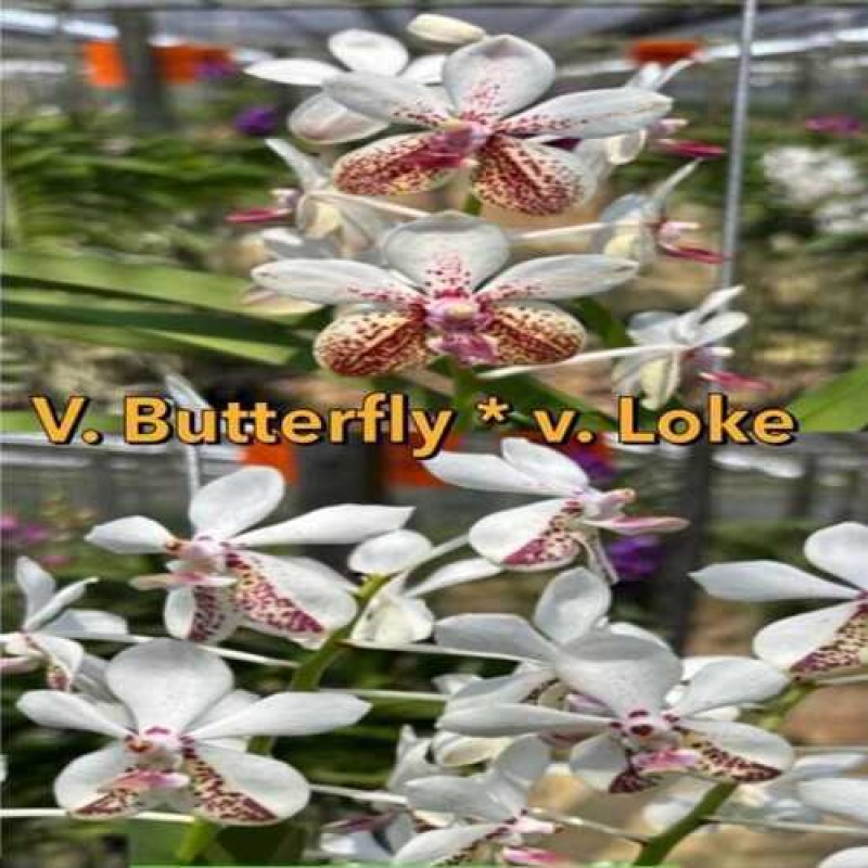 V. BUTTERFLY *  V. LOKE