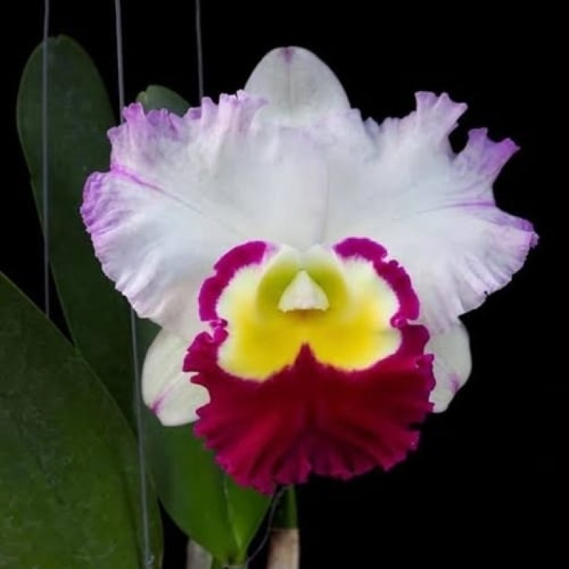 ANN JOI 2 (MATURE PLANT)