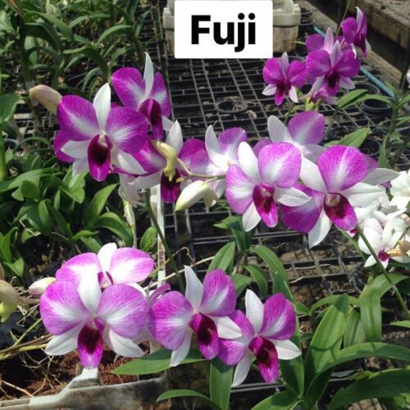 DENDROBIUM FUJI (MATURE PLANT)