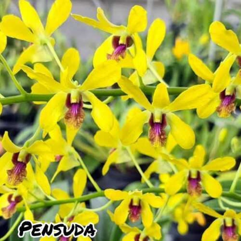 DENDROBIUM SEEDLING- PENSUDA	