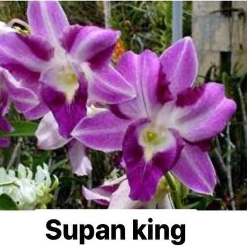 DENDROBIUM SUPAN KING (MATURE )