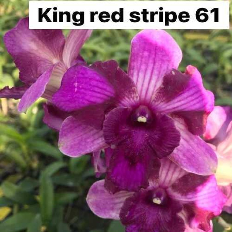 DENDROBIUM SEEDLING -KING RED STRIPE 61