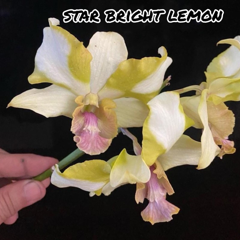 DENDROBIUM SEEDLING - STAR BRIGHT LEMON #71