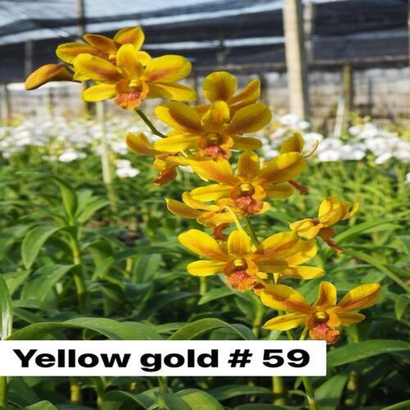 DENDROBIUM SEEDLING - YELLOW GOLD	