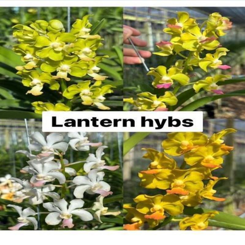 BILLOW LANTERN HYBRIDS