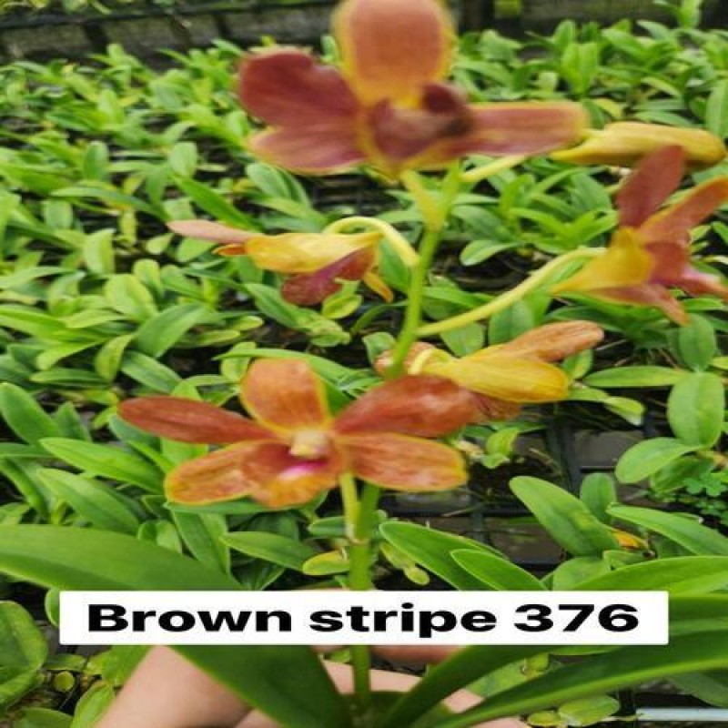 DENDROBIUM SEEDLING - BROWN STRIPE 376