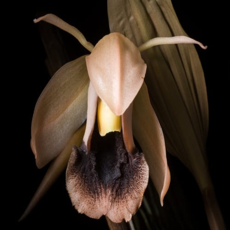 ONCIDIUM- COELOGYNE XYRES