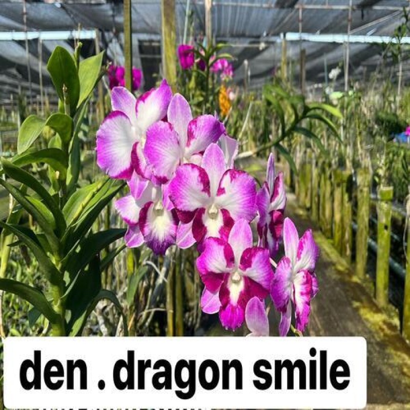 DENDROBIUM SEEDLING - DRAGON SMILE	