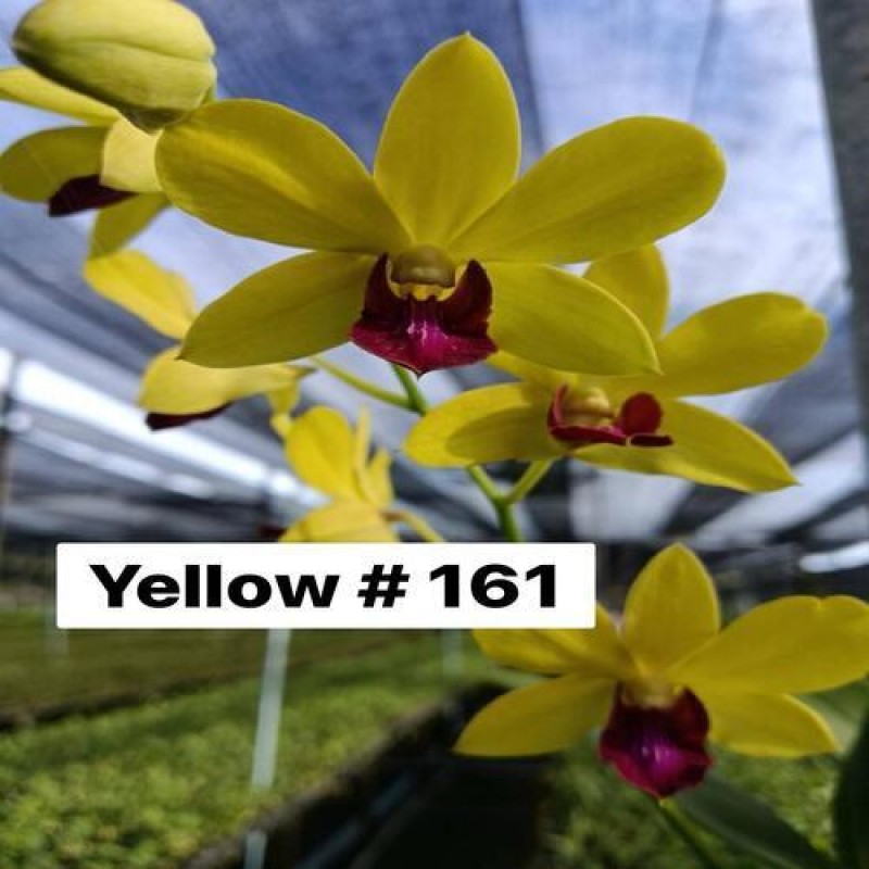 DENDROBIUM SEEDLING - YELLOW 161