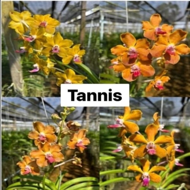 VANDA -TANNIS(HYBRID MATURE PLANT)