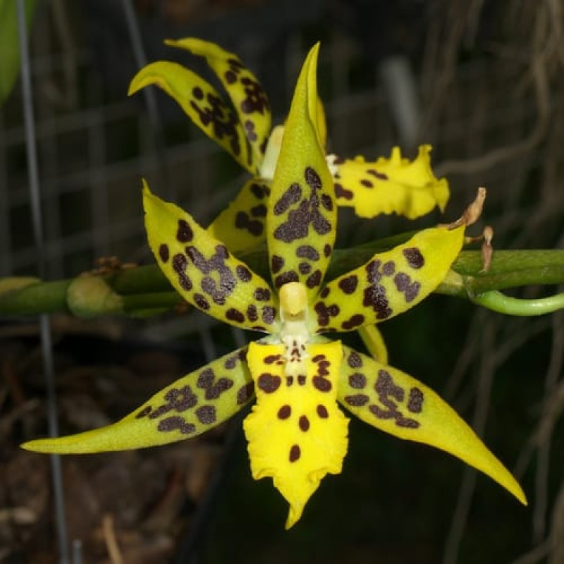 TZENGWEN SPOT(SEEDLING)