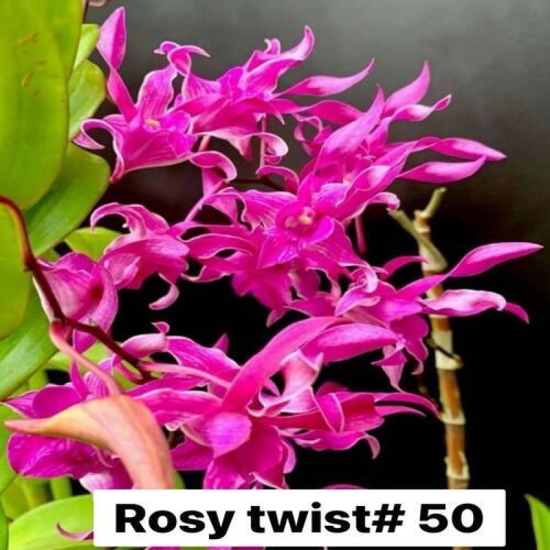 DENDROBIUM SEEDLING - ROSY TWIST