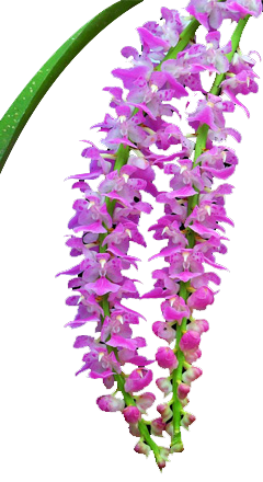 Orchids