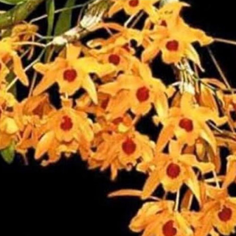 ORCHIDS SPECIES VARIETIES