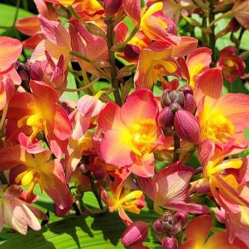 SPATHOGLOTTIS 