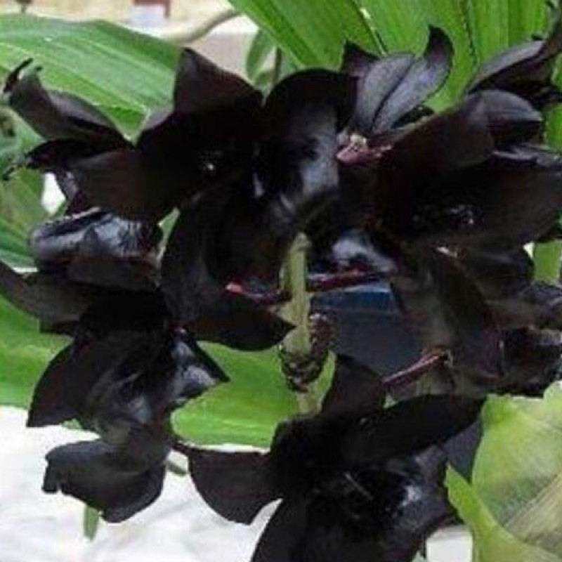 CATASETUM ORCHIDS