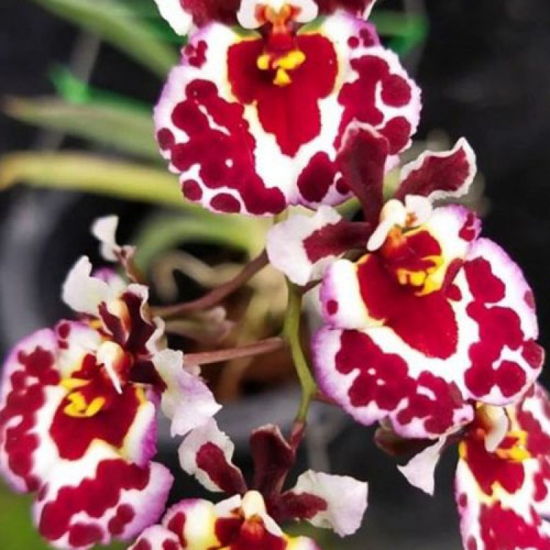 TULUMINA ORCHIDS 