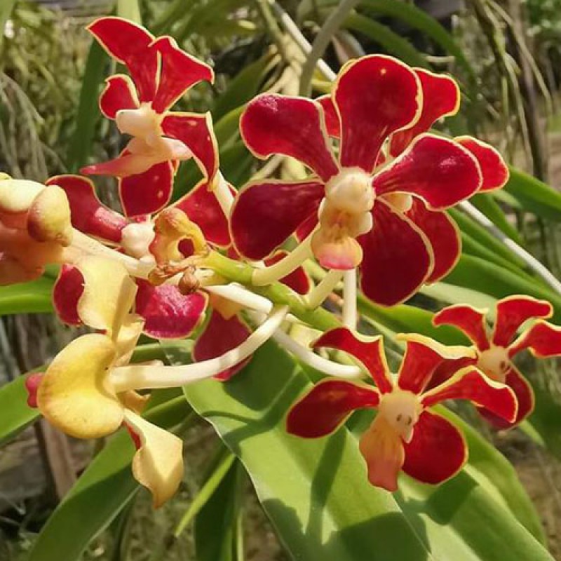 VANDA ORCHIDS