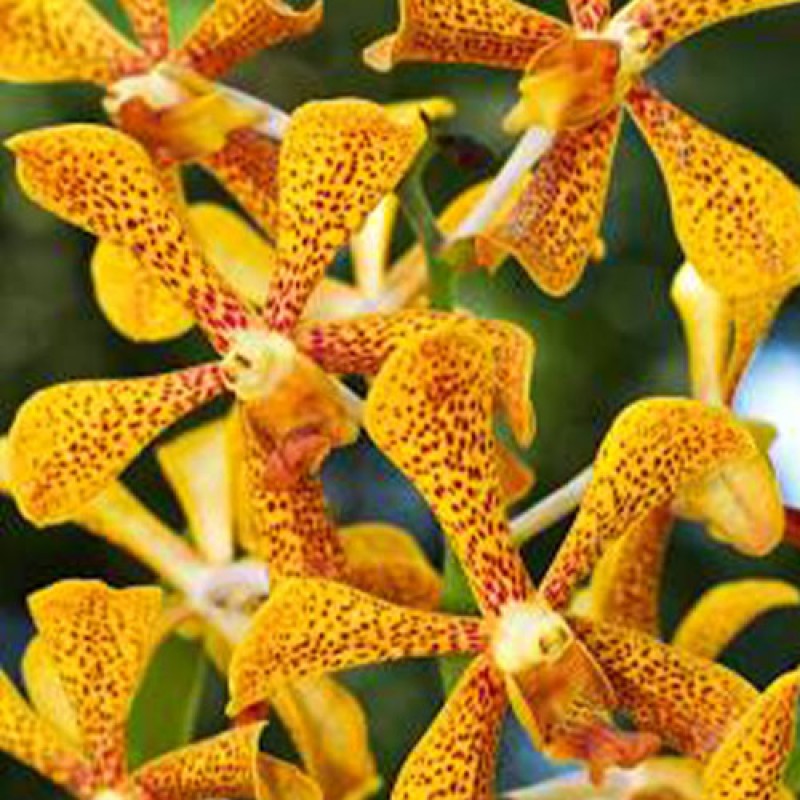 MOKKARA ORCHIDS
