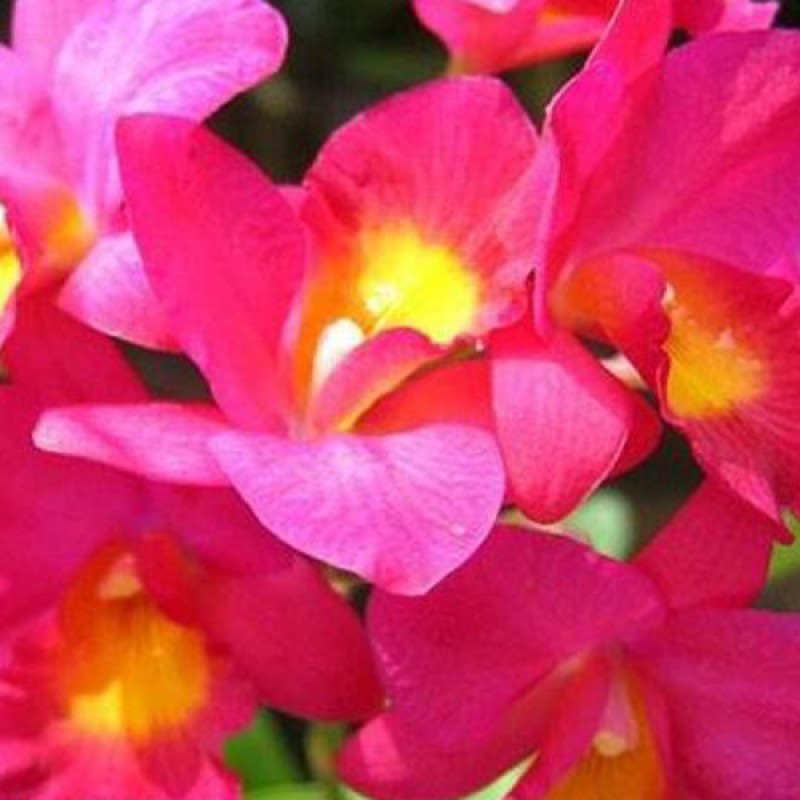 CATTLIYA ORCHIDS