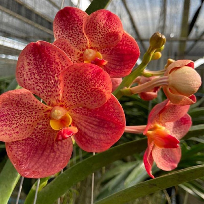 VANDA - ORANGE 401