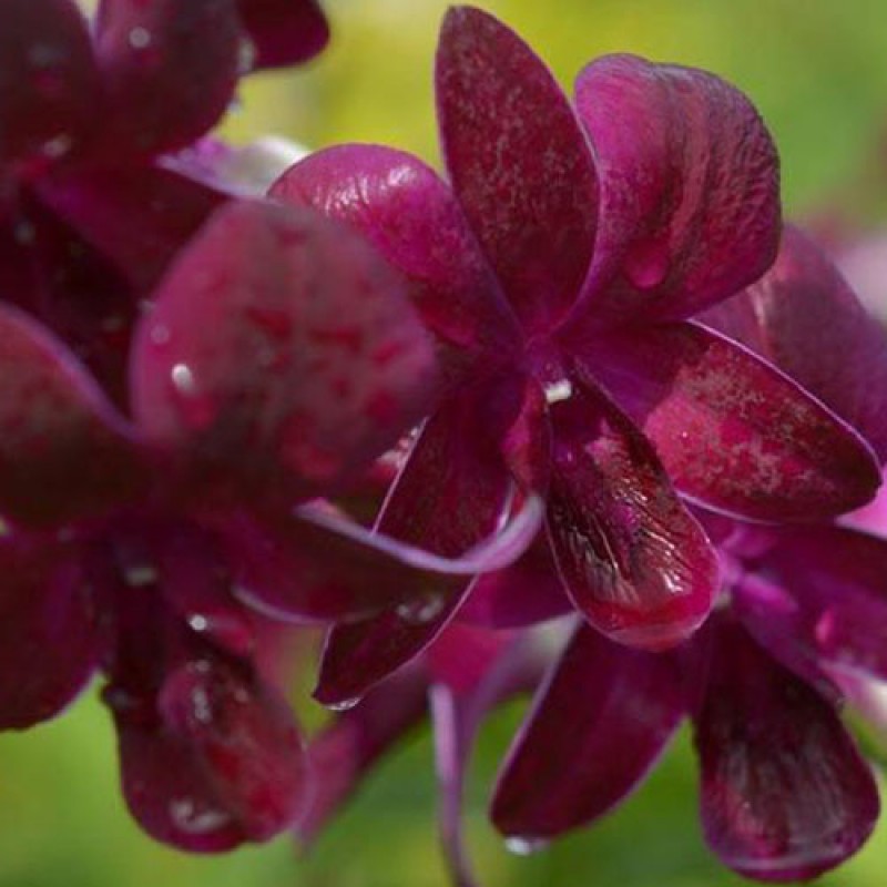 DENDROBIUM - KRATINGDANG