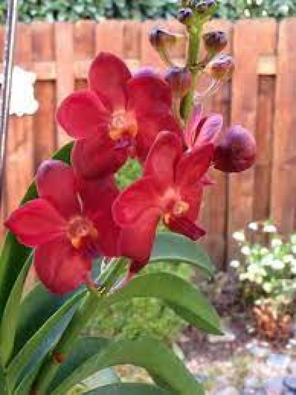VANDA - TEDDY RED