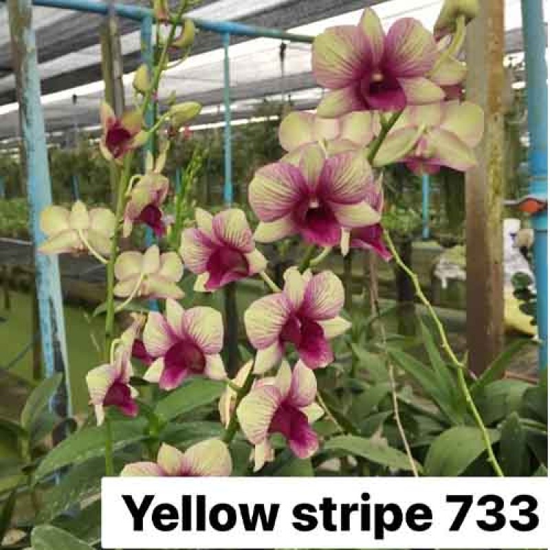 DENDROBIUM YELLOW STRIPE 733 SEEDLINGS 