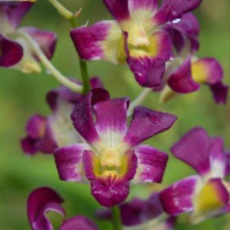 DENDROBIUM (MATURE PLANT) - BETA BETTY