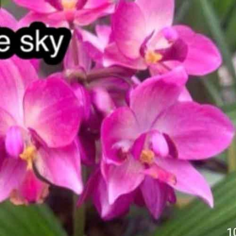 SPATHO - PURPLE SKY 