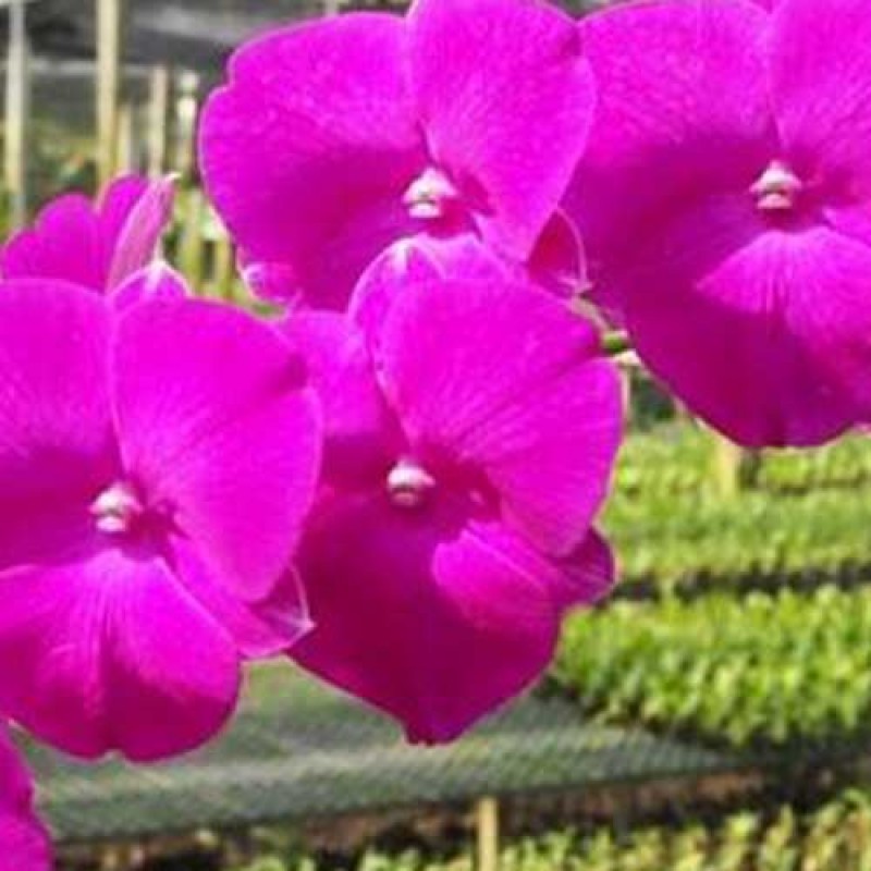 DENDROBIUM SEEDLING - RED 84