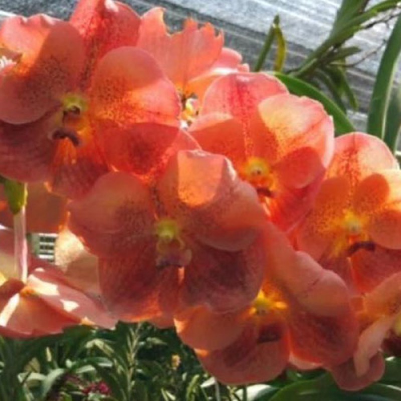 VANDA - NUMBER 305