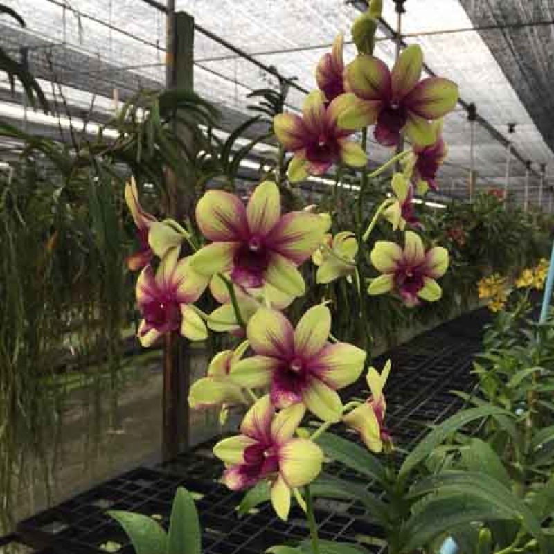 DENDROBIUM MADAME SPLASH SEEDLINGS