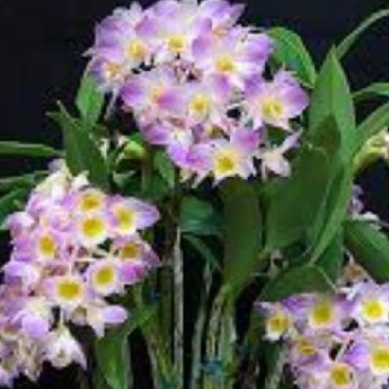 DEN.SPECIES - AMABILE